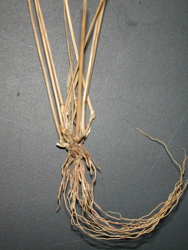 Fibrous Roots
