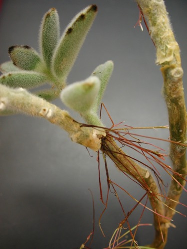 Kalanchoe Adventitious Roots