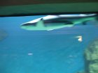 img003.jpeg.small.jpeg