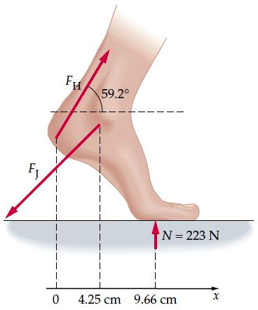 Ankle Joint Diagram