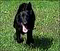 Picture (87x75, 2.5Kb)