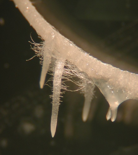 Root Hairs