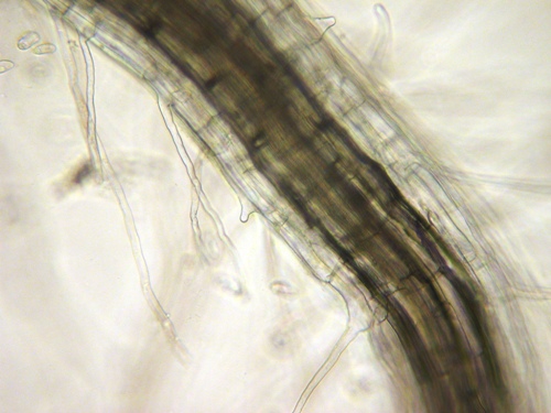 Agrostis Hairs