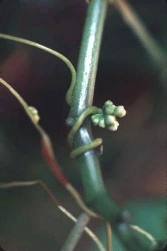 Cuscuta Flowers