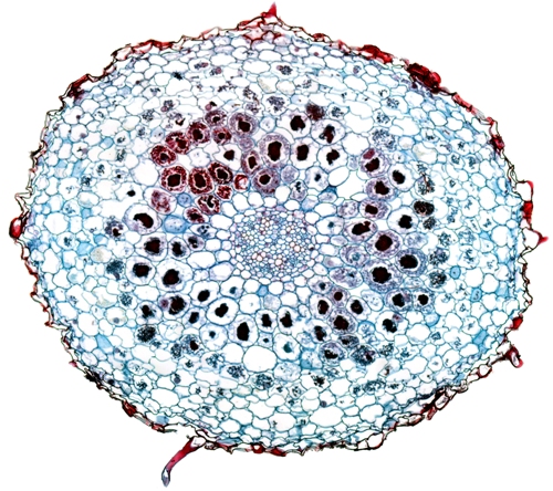 Endomycorrhizae