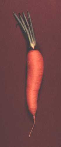 Carrot