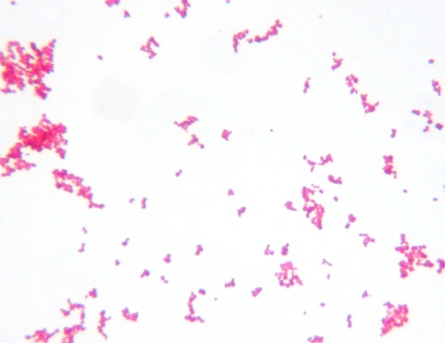 coccus bacteria 400x