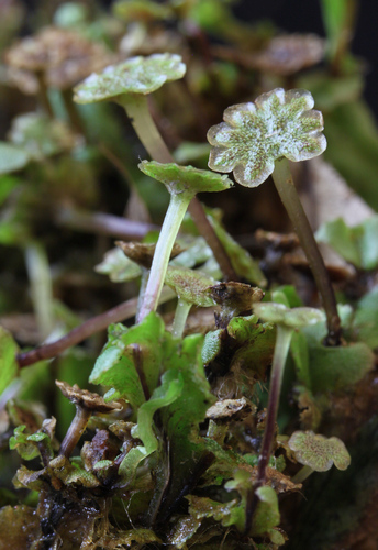 Marchantia antheridiophores