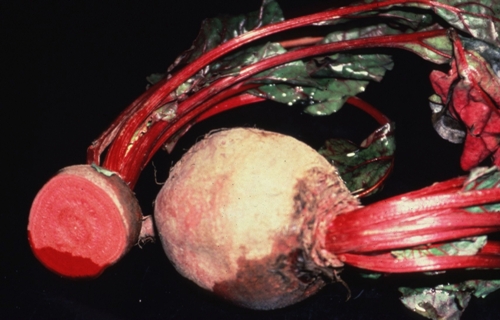 Beet
