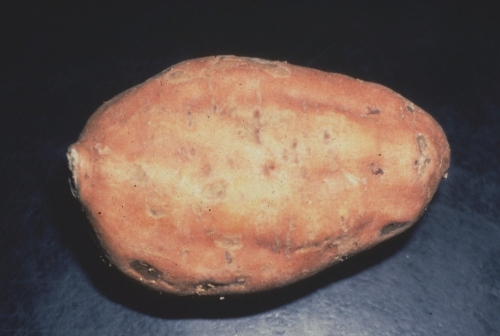 Sweet Potato
