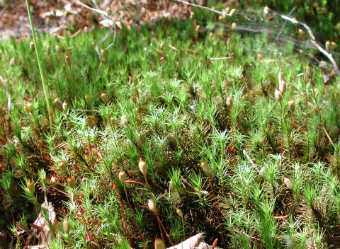 COMMON PLANTS of WISCONSIN