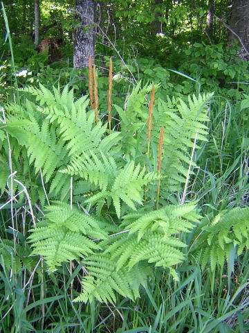 COMMON PLANTS of WISCONSIN