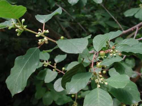 COMMON PLANTS of WISCONSIN