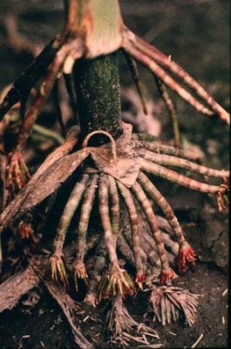 Corn Adventitious Roots
