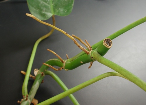 Philodendron Adventitious Roots