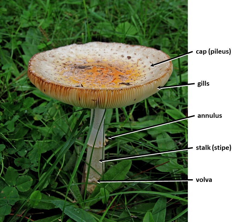 Total 36+ imagen club fungi definition