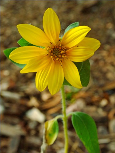 Flowering Plants