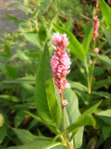 COMMON PLANTS Of WISCONSIN