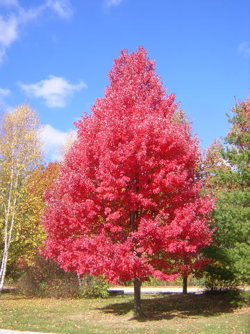 COMMON PLANTS of WISCONSIN