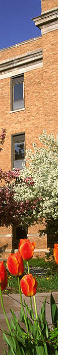 tulips by the CAC