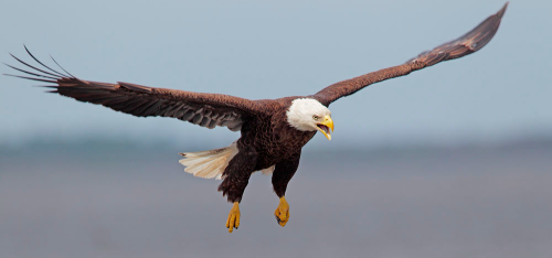 bald eagle wing illustrates aerodynamic lift