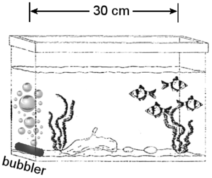 aquarium with bubbler