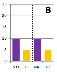 bar graph B