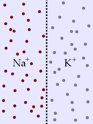 diffusion question image