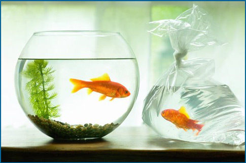 goldfish in a transparent bowl