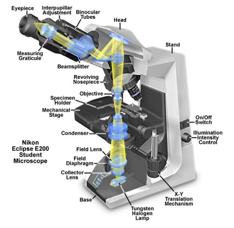 microscope cutaway diagram