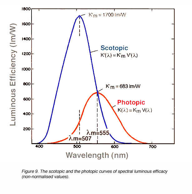 human visual response