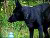 Picture (100x75, 2.6Kb)