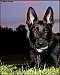 Picture (60x75, 1.6Kb)