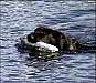 Picture (87x75, 2.4Kb)