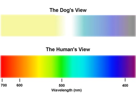 Dogs sight hot sale color